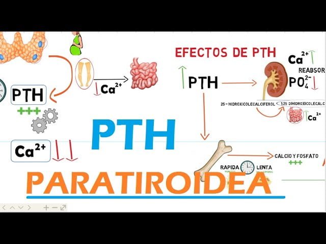 hormona paratiroidea funcion y metabolismo del calcio