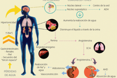 hormonas antidiureticas funcion tipos e impacto en el cuerpo