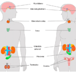 hormonas clave del eje hormonal en el cuerpo humano