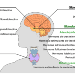 hormonas clave en la respuesta al estres descubrelas aqui