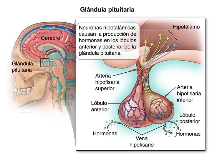 hormonas de la glandula pituitaria y su funcion en el cuerpo