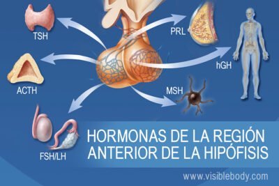 hormonas definicion y funciones en el cuerpo humano