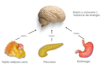 hormonas del apetito efecto en nuestra alimentacion y salud