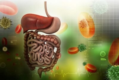 hormonas del sistema digestivo funciones e importancia en la salud