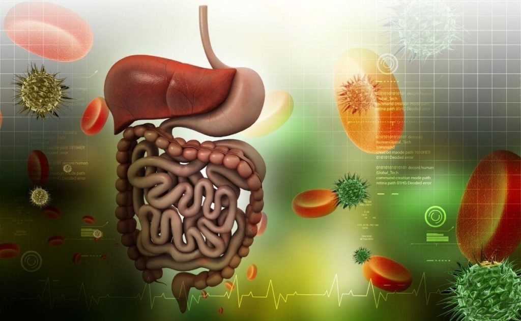 hormonas del sistema digestivo funciones e importancia en la salud