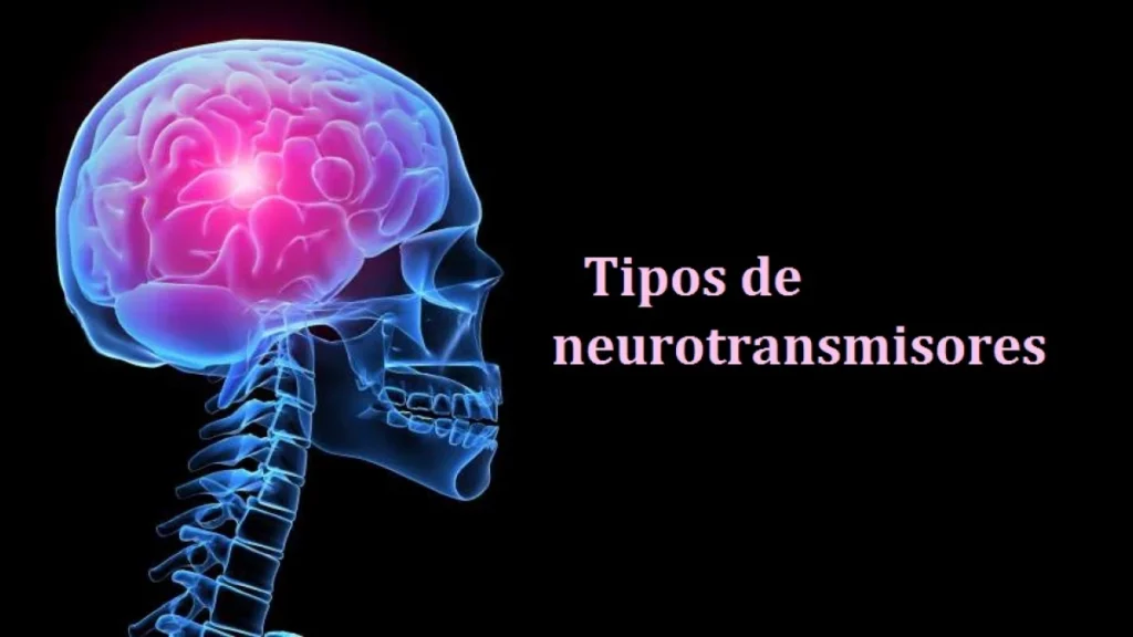 hormonas neurotransmisoras definicion y funciones en el cuerpo