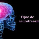 Hormonas neurotransmisoras: definición y funciones en el cuerpo