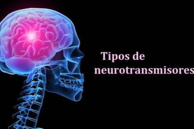 hormonas neurotransmisoras definicion y funciones en el cuerpo