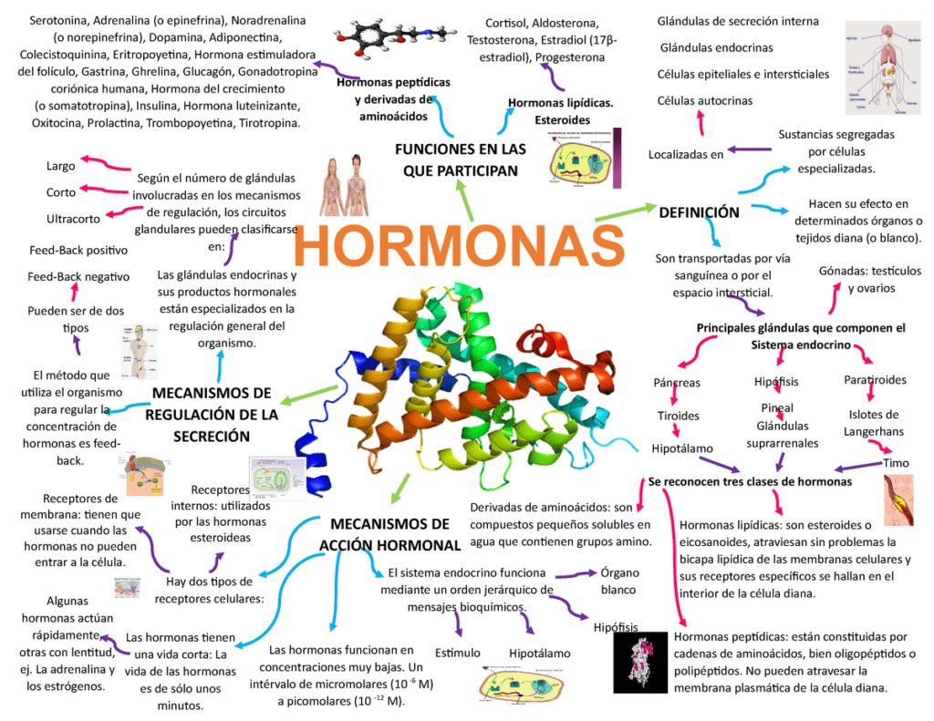 hormonas peptidicas funciones y caracteristicas esenciales