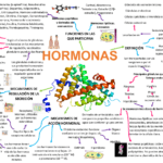 hormonas peptidicas funciones y caracteristicas esenciales