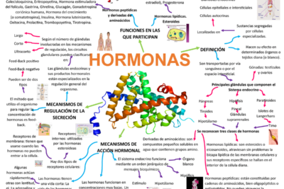 hormonas peptidicas funciones y caracteristicas esenciales