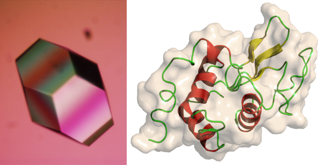 hormonas peptidicas que son y quienes deben conocerlas