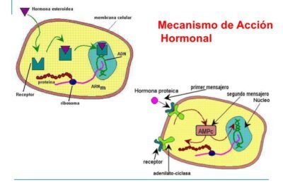 hormonas peptidicas y su accion en el sistema nervioso