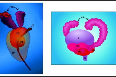 hormonas peptidicas y su papel en el contexto del cancer