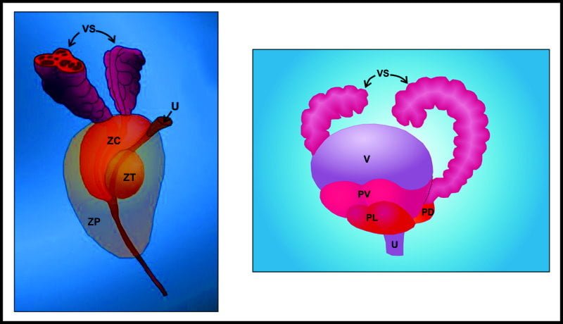 Hormonas peptídicas y su papel en el contexto del cáncer 1 hormonas peptidicas y su papel en el contexto del cancer