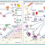 hormonas peptidicas y su relacion con la salud osea