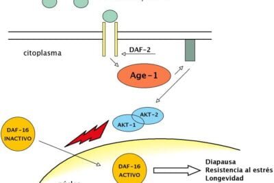 hormonas peptidicas y sus implicaciones en el envejecimiento