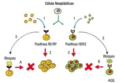 hormonas y cancer analisis exhaustivo de su relacion
