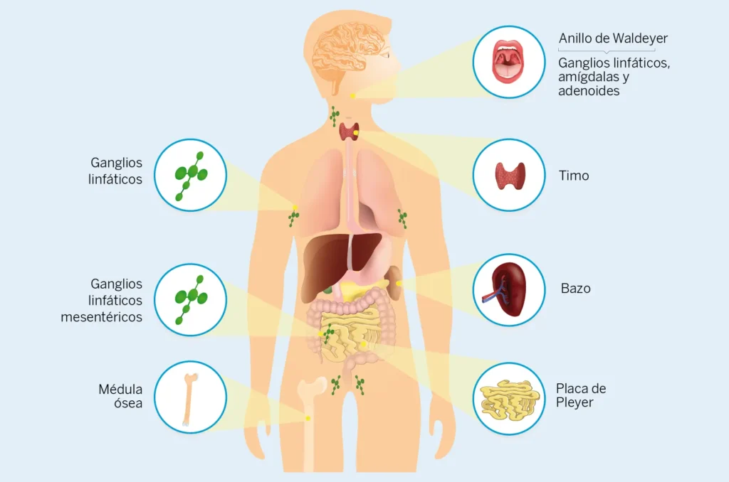 hormonas y enfermedades respiratorias un analisis detallado