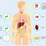 hormonas y enfermedades respiratorias un analisis detallado