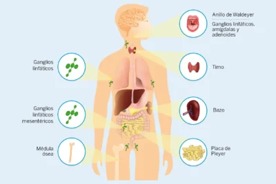 hormonas y enfermedades respiratorias un analisis detallado