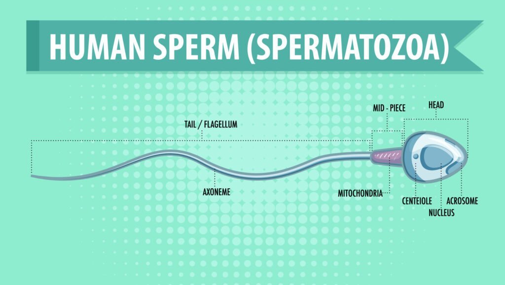 Hormonas y fertilidad en hombres: aspectos clave a considerar 1 hormonas y fertilidad en hombres aspectos clave a considerar