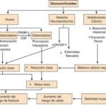 impacto de corticosteroides en la salud osea y sus efectos