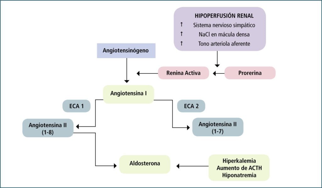 Impacto de Hormonas en la Función Renal y su Regulación Corporal 1 impacto de hormonas en la funcion renal y su regulacion corporal