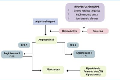 impacto de hormonas en la funcion renal y su regulacion corporal