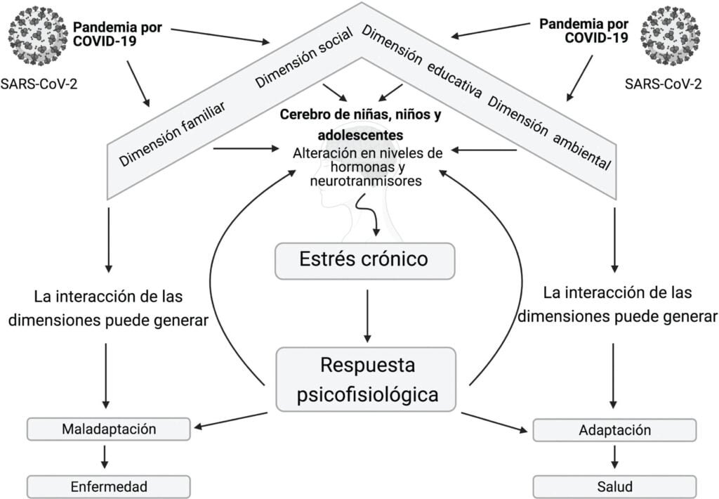 impacto de hormonas en la salud mental efectos y relaciones