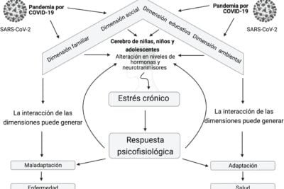 impacto de hormonas en la salud mental efectos y relaciones