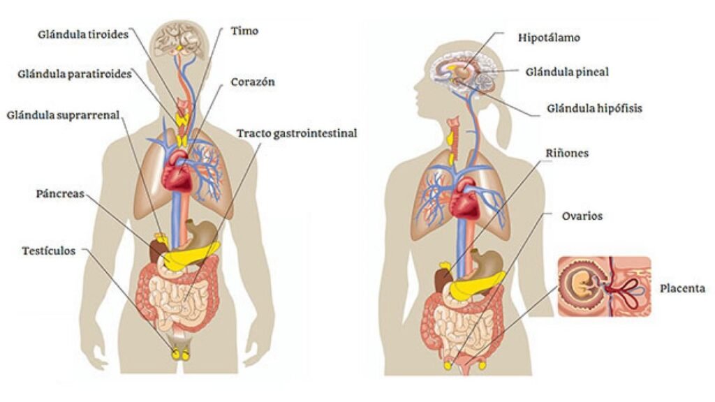 impacto de la contaminacion en la salud de las glandulas humanas