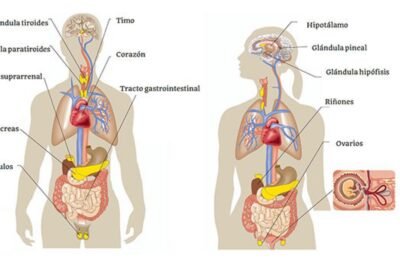 impacto de la contaminacion en la salud de las glandulas humanas