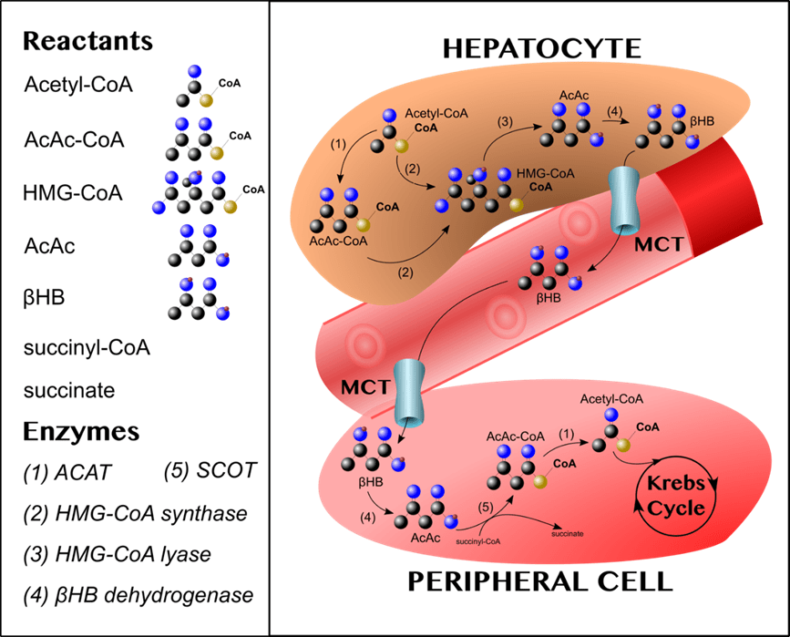 impacto de la dieta cetogenica en el metabolismo humano y salud