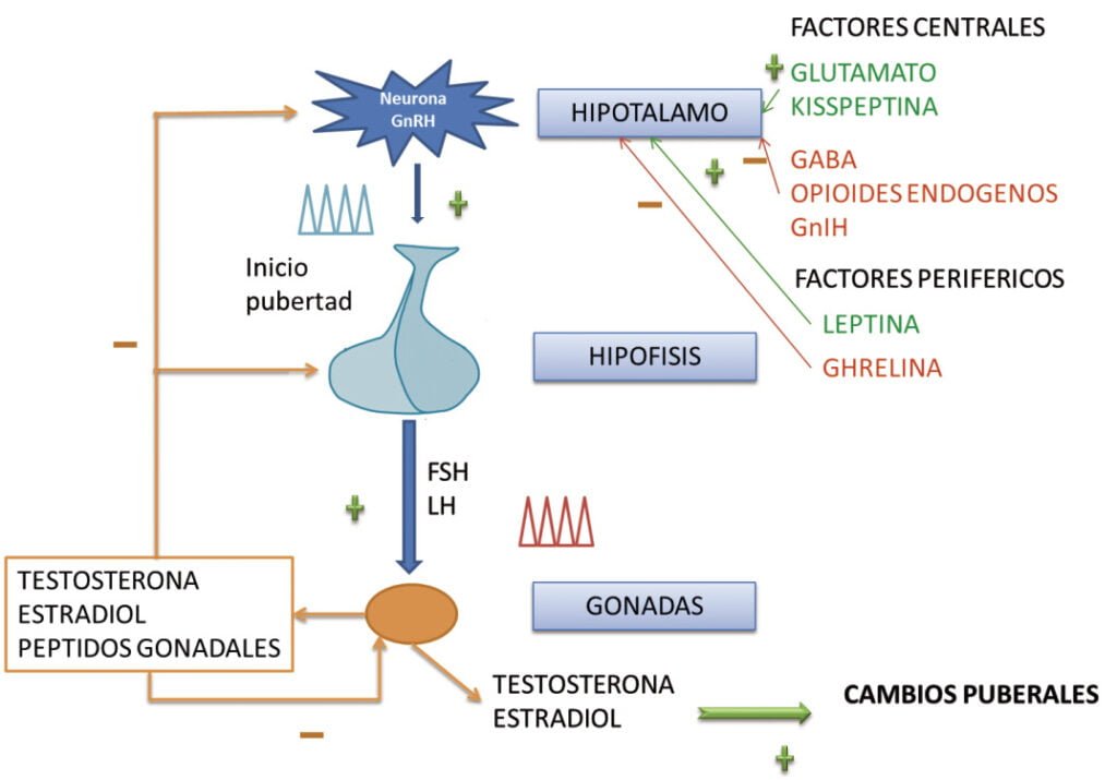 impacto de la edad en el eje hormonal y la salud general