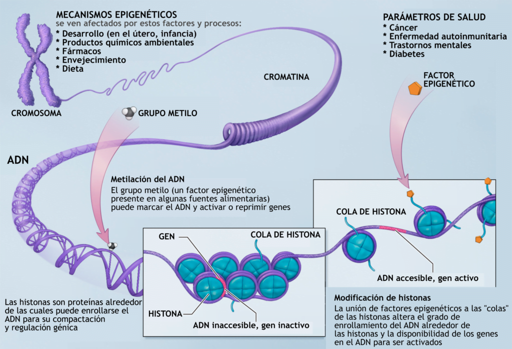 impacto de la genetica en la regulacion de hormonas humanas