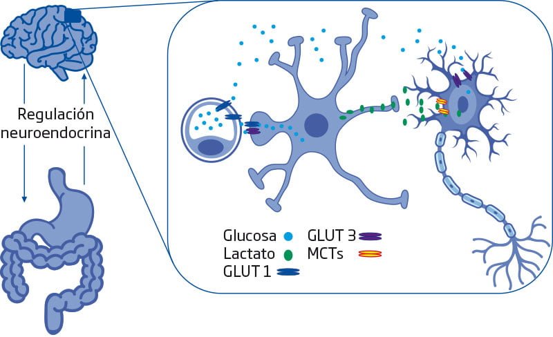 impacto de la insulina en celulas neuroendocrinas y su regulacion