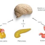 impacto de la leptina en el control del apetito y metabolismo