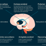 impacto de la neurociencia en el enfoque de la hiperactividad