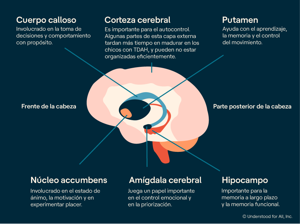 impacto de la neurociencia en el enfoque de la hiperactividad