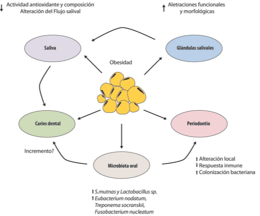 impacto de la obesidad en la funcion glandular y salud general