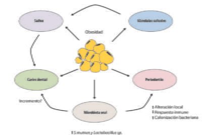 impacto de la obesidad en la funcion glandular y salud general