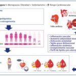 Impacto de la obesidad en la menopausia: causas y efectos