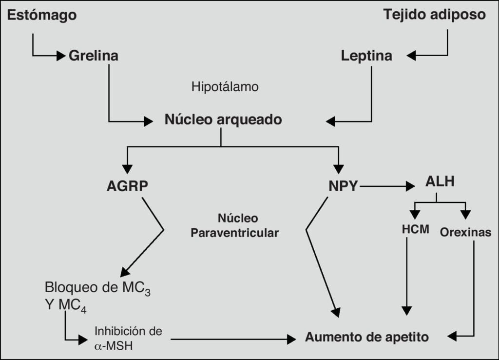 impacto de la obesidad en la regulacion hormonal peptidica