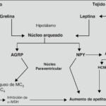 impacto de la obesidad en la regulacion hormonal peptidica