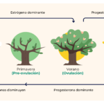 Impacto de la progesterona en emociones: análisis profundo