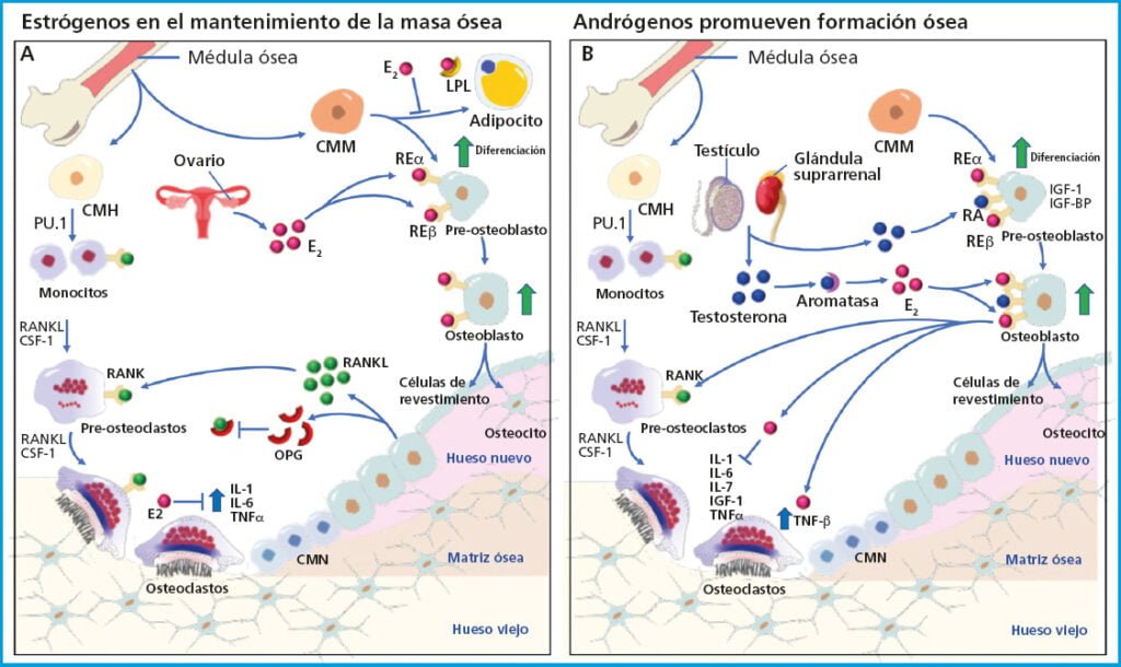 Impacto de las hormonas en el metabolismo: análisis detallado 1 impacto de las hormonas en el metabolismo analisis detallado