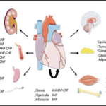 impacto de las hormonas en la salud cardiovascular y su relevancia