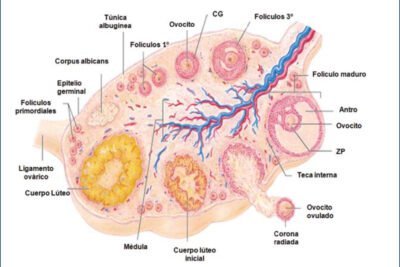 impacto de las hormonas peptidicas en la salud reproductiva