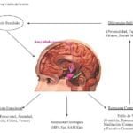 impacto de las practicas culturales en los niveles de cortisol